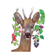 deer-and-berries-3