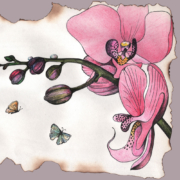 Pink-orchid-with-two-butterflies-4