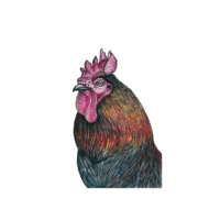 Rooster-2