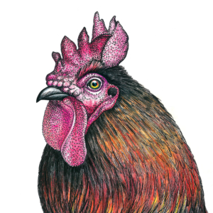 Rooster-3