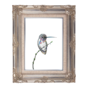 Hummingbird-3